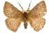  ( - 10ANIC-03286)  @15 [ ] CreativeCommons - Attribution (2010) CBG Photography Group Centre for Biodiversity Genomics
