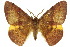  ( - 10ANIC-03294)  @11 [ ] CreativeCommons - Attribution (2010) CBG Photography Group Centre for Biodiversity Genomics