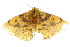  ( - 10ANIC-03297)  @13 [ ] CreativeCommons - Attribution (2010) CBG Photography Group Centre for Biodiversity Genomics