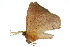 ( - 10ANIC-03301)  @12 [ ] CreativeCommons - Attribution (2010) CBG Photography Group Centre for Biodiversity Genomics