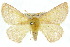  (Anthela decolor - 10ANIC-03360)  @15 [ ] CreativeCommons - Attribution (2010) CBG Photography Group Centre for Biodiversity Genomics