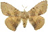  ( - 10ANIC-03379)  @14 [ ] CreativeCommons - Attribution (2010) CBG Photography Group Centre for Biodiversity Genomics
