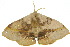  ( - 10ANIC-03380)  @13 [ ] CreativeCommons - Attribution (2010) CBG Photography Group Centre for Biodiversity Genomics