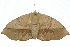  ( - 10ANIC-03382)  @14 [ ] CreativeCommons - Attribution (2010) CBG Photography Group Centre for Biodiversity Genomics