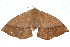  ( - 10ANIC-03383)  @13 [ ] CreativeCommons - Attribution (2010) CBG Photography Group Centre for Biodiversity Genomics