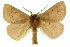 ( - 10ANIC-03394)  @15 [ ] CreativeCommons - Attribution (2010) CBG Photography Group Centre for Biodiversity Genomics