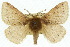  ( - 10ANIC-03396)  @15 [ ] CreativeCommons - Attribution (2010) CBG Photography Group Centre for Biodiversity Genomics
