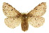  ( - 10ANIC-03397)  @15 [ ] CreativeCommons - Attribution (2010) CBG Photography Group Centre for Biodiversity Genomics