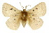  ( - 10ANIC-03399)  @15 [ ] CreativeCommons - Attribution (2010) CBG Photography Group Centre for Biodiversity Genomics