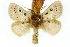  ( - 10ANIC-03404)  @13 [ ] CreativeCommons - Attribution (2010) CBG Photography Group Centre for Biodiversity Genomics