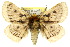  ( - 10ANIC-03406)  @14 [ ] CreativeCommons - Attribution (2010) CBG Photography Group Centre for Biodiversity Genomics