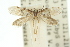  ( - 10ANIC-03421)  @12 [ ] CreativeCommons - Attribution (2010) CBG Photography Group Centre for Biodiversity Genomics