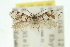  ( - 10ANIC-03423)  @12 [ ] CreativeCommons - Attribution (2010) CBG Photography Group Centre for Biodiversity Genomics