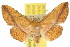  ( - 10ANIC-03466)  @11 [ ] CreativeCommons - Attribution (2010) CBG Photography Group Centre for Biodiversity Genomics