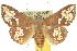  ( - 10ANIC-03488)  @15 [ ] CreativeCommons - Attribution (2010) CBG Photography Group Centre for Biodiversity Genomics