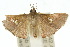  ( - 10ANIC-03495)  @14 [ ] CreativeCommons - Attribution (2010) CBG Photography Group Centre for Biodiversity Genomics