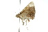  ( - 10ANIC-03497)  @13 [ ] CreativeCommons - Attribution (2010) CBG Photography Group Centre for Biodiversity Genomics