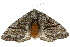  ( - 10ANIC-03548)  @15 [ ] CreativeCommons - Attribution (2010) CBG Photography Group Centre for Biodiversity Genomics