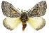  (Anthela xantharcha - 10ANIC-03549)  @15 [ ] CreativeCommons - Attribution (2010) CBG Photography Group Centre for Biodiversity Genomics