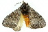  ( - 10ANIC-03550)  @13 [ ] CreativeCommons - Attribution (2010) CBG Photography Group Centre for Biodiversity Genomics