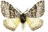  ( - 10ANIC-03564)  @15 [ ] CreativeCommons - Attribution (2010) CBG Photography Group Centre for Biodiversity Genomics
