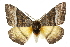  ( - 10ANIC-03566)  @15 [ ] CreativeCommons - Attribution (2010) CBG Photography Group Centre for Biodiversity Genomics