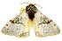 ( - 10ANIC-03569)  @12 [ ] CreativeCommons - Attribution (2010) CBG Photography Group Centre for Biodiversity Genomics