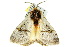  ( - 10ANIC-03570)  @12 [ ] CreativeCommons - Attribution (2010) CBG Photography Group Centre for Biodiversity Genomics