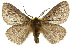  ( - 10ANIC-03603)  @15 [ ] CreativeCommons - Attribution (2010) CBG Photography Group Centre for Biodiversity Genomics