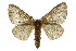 ( - 10ANIC-03604)  @14 [ ] CreativeCommons - Attribution (2010) CBG Photography Group Centre for Biodiversity Genomics