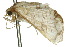  ( - 10ANIC-03639)  @12 [ ] CreativeCommons - Attribution (2010) CBG Photography Group Centre for Biodiversity Genomics