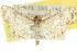  (Hypolamprus bastialis - 10ANIC-03641)  @13 [ ] CreativeCommons - Attribution (2010) CBG Photography Group Centre for Biodiversity Genomics