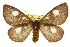  ( - 10ANIC-03724)  @15 [ ] CreativeCommons - Attribution (2010) CBG Photography Group Centre for Biodiversity Genomics