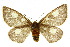  ( - 10ANIC-03725)  @14 [ ] CreativeCommons - Attribution (2010) CBG Photography Group Centre for Biodiversity Genomics