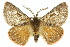  ( - 10ANIC-03735)  @11 [ ] CreativeCommons - Attribution (2010) CBG Photography Group Centre for Biodiversity Genomics