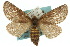  ( - 10ANIC-03738)  @15 [ ] CreativeCommons - Attribution (2010) CBG Photography Group Centre for Biodiversity Genomics