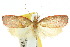  ( - 10ANIC-03814)  @11 [ ] CreativeCommons - Attribution (2010) CBG Photography Group Centre for Biodiversity Genomics
