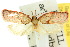  ( - 10ANIC-03816)  @11 [ ] CreativeCommons - Attribution (2010) CBG Photography Group Centre for Biodiversity Genomics