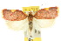  (Enchocrates phaedryntis - 10ANIC-03818)  @15 [ ] CreativeCommons - Attribution (2010) CBG Photography Group Centre for Biodiversity Genomics