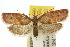  (Enchocrates sp. ANIC1 - 10ANIC-03820)  @15 [ ] CreativeCommons - Attribution (2010) CBG Photography Group Centre for Biodiversity Genomics