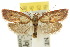  ( - 10ANIC-03821)  @15 [ ] CreativeCommons - Attribution (2010) CBG Photography Group Centre for Biodiversity Genomics