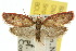  ( - 10ANIC-03822)  @15 [ ] CreativeCommons - Attribution (2010) CBG Photography Group Centre for Biodiversity Genomics