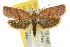  (Enchocrates sp. ANIC2 - 10ANIC-03823)  @15 [ ] CreativeCommons - Attribution (2010) CBG Photography Group Centre for Biodiversity Genomics