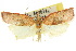  ( - 10ANIC-03831)  @11 [ ] CreativeCommons - Attribution (2010) CBG Photography Group Centre for Biodiversity Genomics