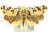  ( - 10ANIC-03836)  @15 [ ] CreativeCommons - Attribution (2010) CBG Photography Group Centre for Biodiversity Genomics