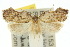  ( - 10ANIC-03852)  @15 [ ] CreativeCommons - Attribution (2010) CBG Photography Group Centre for Biodiversity Genomics