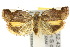  ( - 10ANIC-03858)  @15 [ ] CreativeCommons - Attribution (2010) CBG Photography Group Centre for Biodiversity Genomics