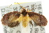  ( - 10ANIC-03882)  @11 [ ] CreativeCommons - Attribution (2010) CBG Photography Group Centre for Biodiversity Genomics