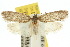  ( - 10ANIC-03883)  @15 [ ] CreativeCommons - Attribution (2010) CBG Photography Group Centre for Biodiversity Genomics