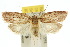 ( - 10ANIC-03887)  @15 [ ] CreativeCommons - Attribution (2010) CBG Photography Group Centre for Biodiversity Genomics